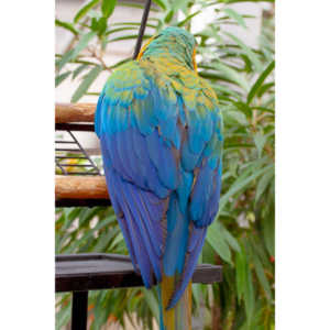 Bath Garden Center hosted Rocky Mountain Raptors.