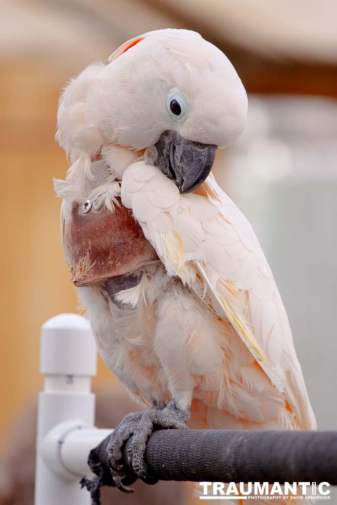 Bath Garden Center hosted Rocky Mountain Raptors.