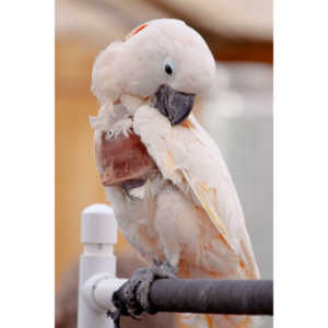 Bath Garden Center hosted Rocky Mountain Raptors.