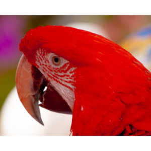 Bath Garden Center hosted Rocky Mountain Raptors.