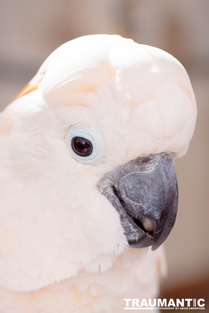 Bath Garden Center hosted Rocky Mountain Raptors.