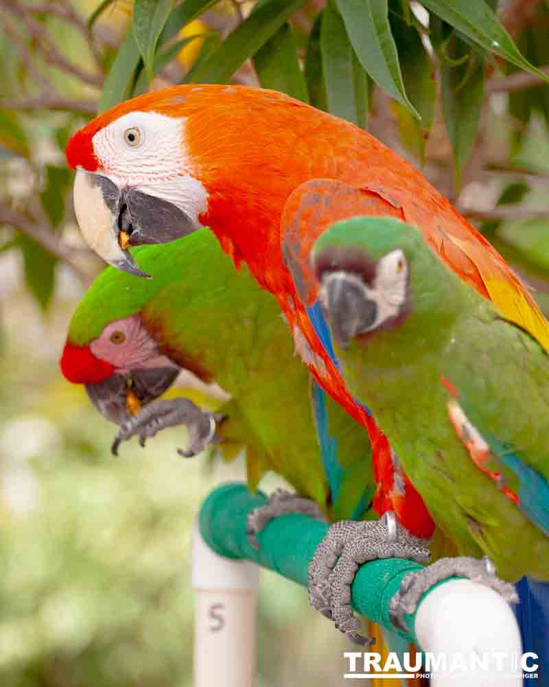 Bath Garden Center hosted Rocky Mountain Raptors.