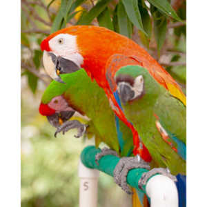 Bath Garden Center hosted Rocky Mountain Raptors.