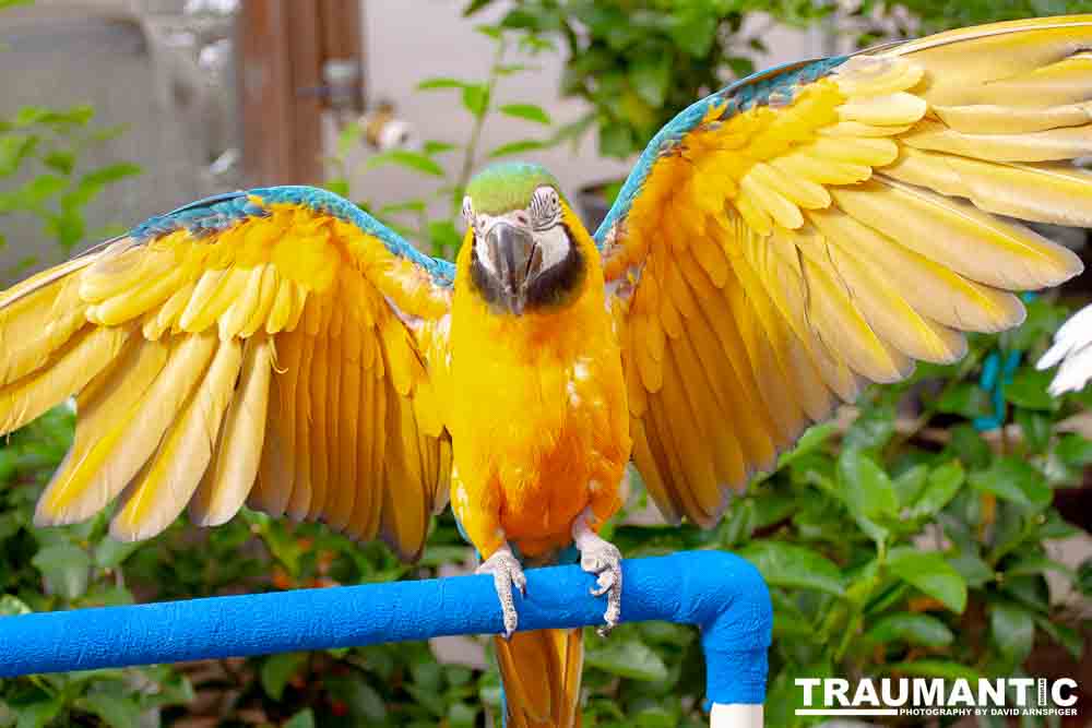 Bath Garden Center hosted Rocky Mountain Raptors.