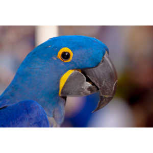 Bath Garden Center hosted Rocky Mountain Raptors.