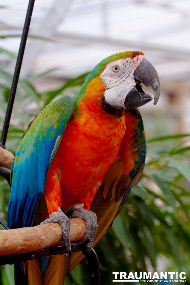 Bath Garden Center hosted Rocky Mountain Raptors.