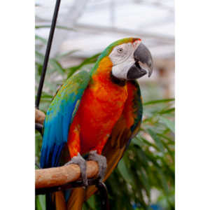 Bath Garden Center hosted Rocky Mountain Raptors.