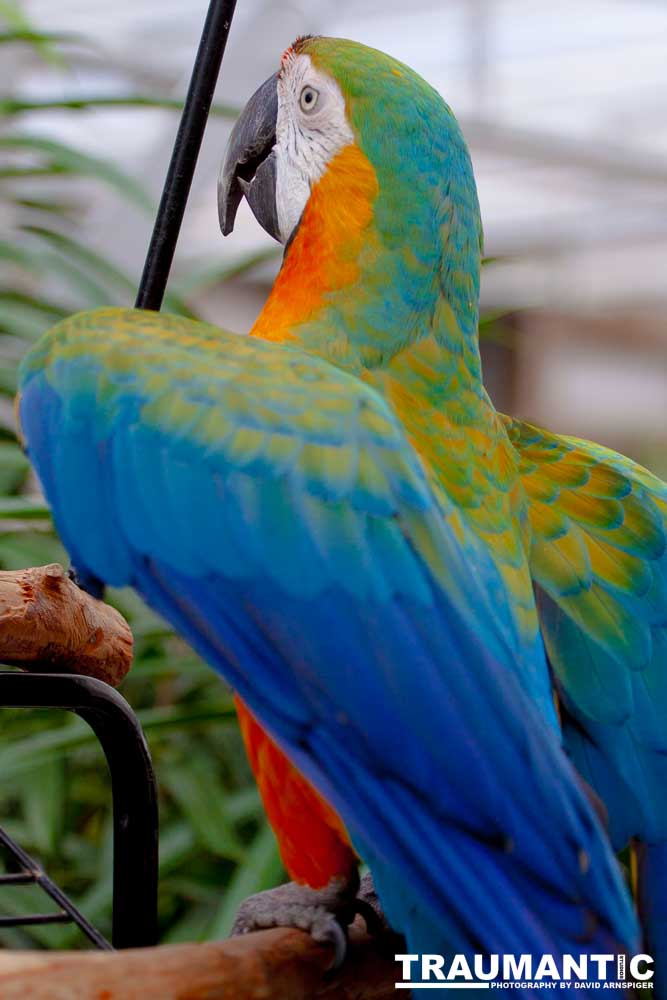 Bath Garden Center hosted Rocky Mountain Raptors.