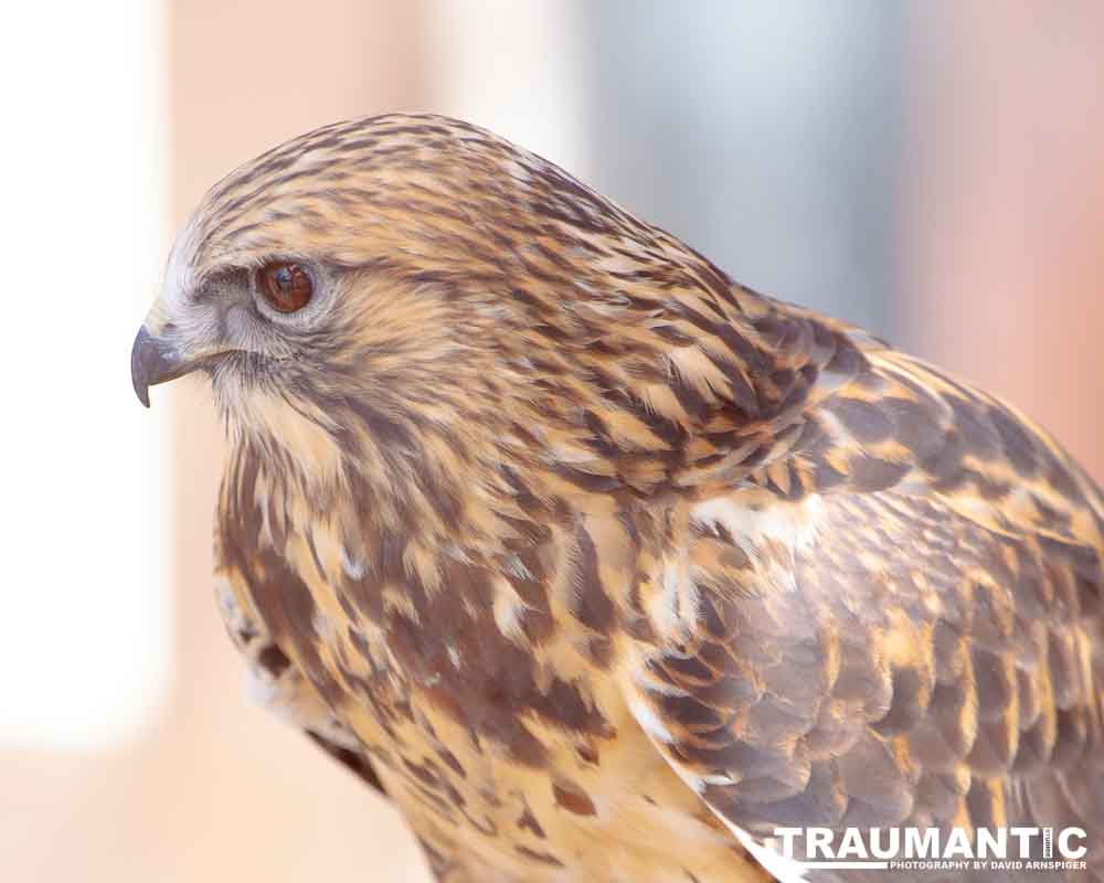 Bath Garden Center hosted Rocky Mountain Raptors.