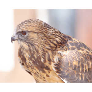 Bath Garden Center hosted Rocky Mountain Raptors.