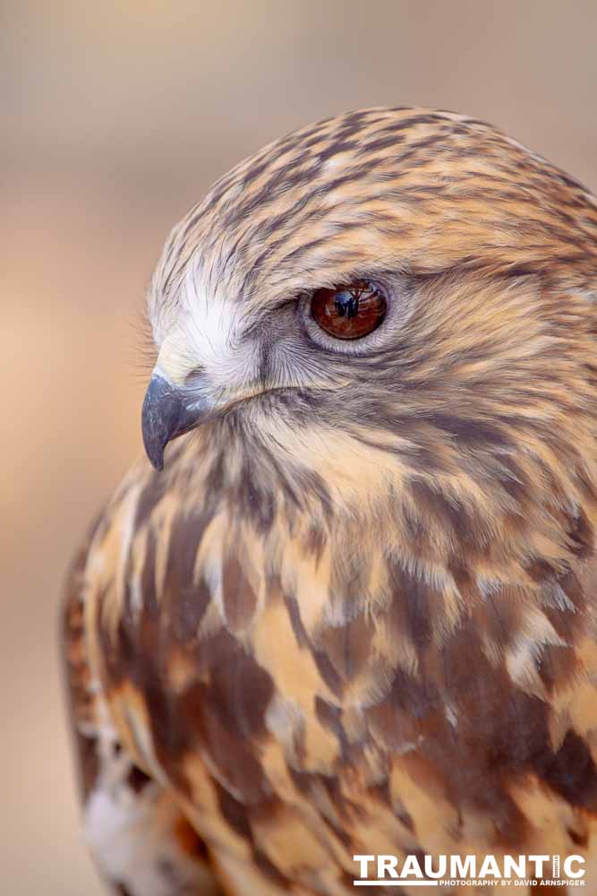 Bath Garden Center hosted Rocky Mountain Raptors.