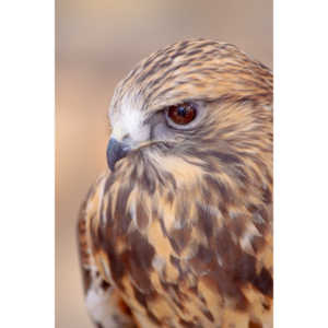 Bath Garden Center hosted Rocky Mountain Raptors.