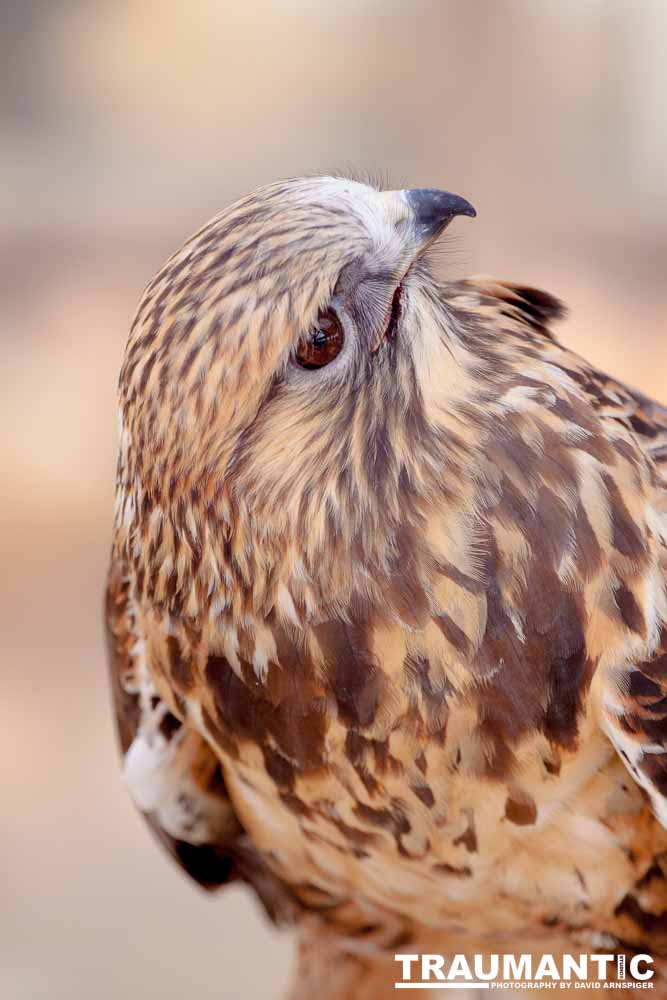 Bath Garden Center hosted Rocky Mountain Raptors.