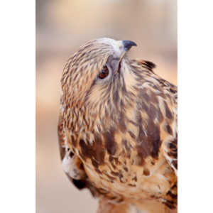 Bath Garden Center hosted Rocky Mountain Raptors.