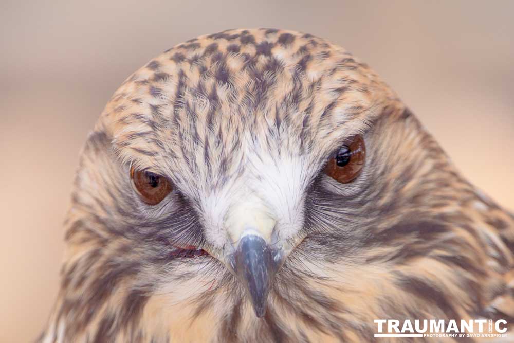 Bath Garden Center hosted Rocky Mountain Raptors.