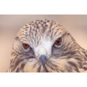 Bath Garden Center hosted Rocky Mountain Raptors.