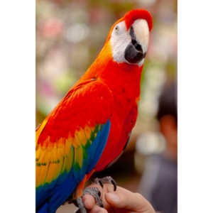 Bath Garden Center hosted Rocky Mountain Raptors.