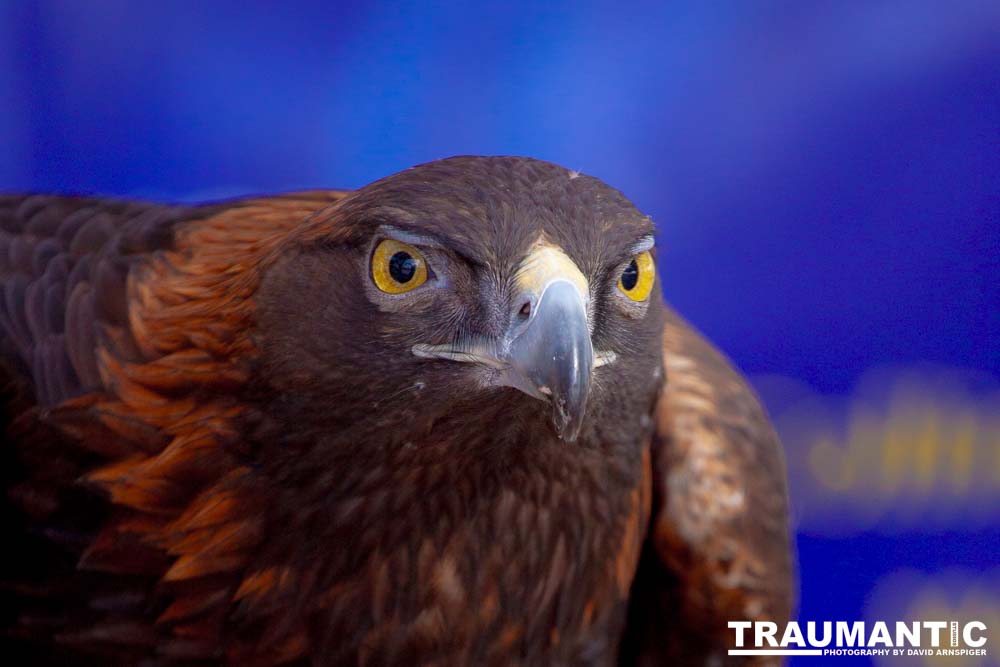 Bath Garden Center hosted Rocky Mountain Raptors.