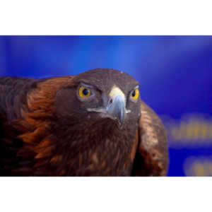 Bath Garden Center hosted Rocky Mountain Raptors.