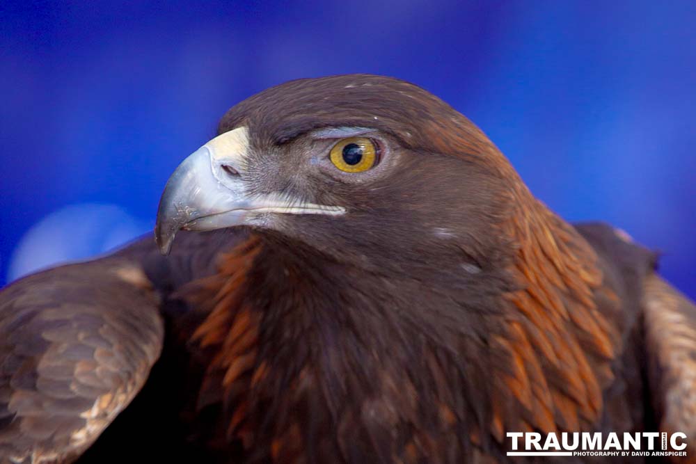 Bath Garden Center hosted Rocky Mountain Raptors.