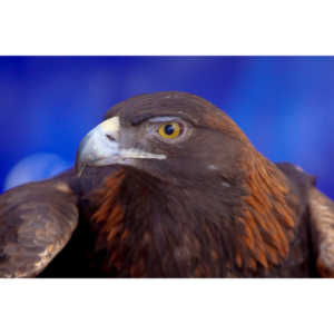 Bath Garden Center hosted Rocky Mountain Raptors.