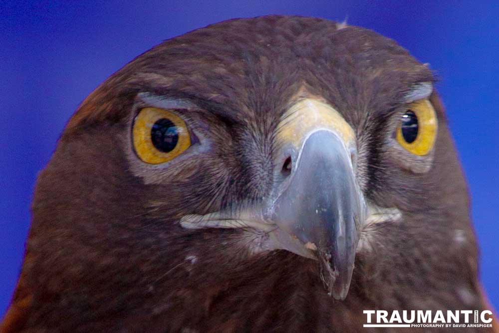 Bath Garden Center hosted Rocky Mountain Raptors.