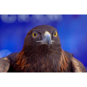 Bath Garden Center hosted Rocky Mountain Raptors.