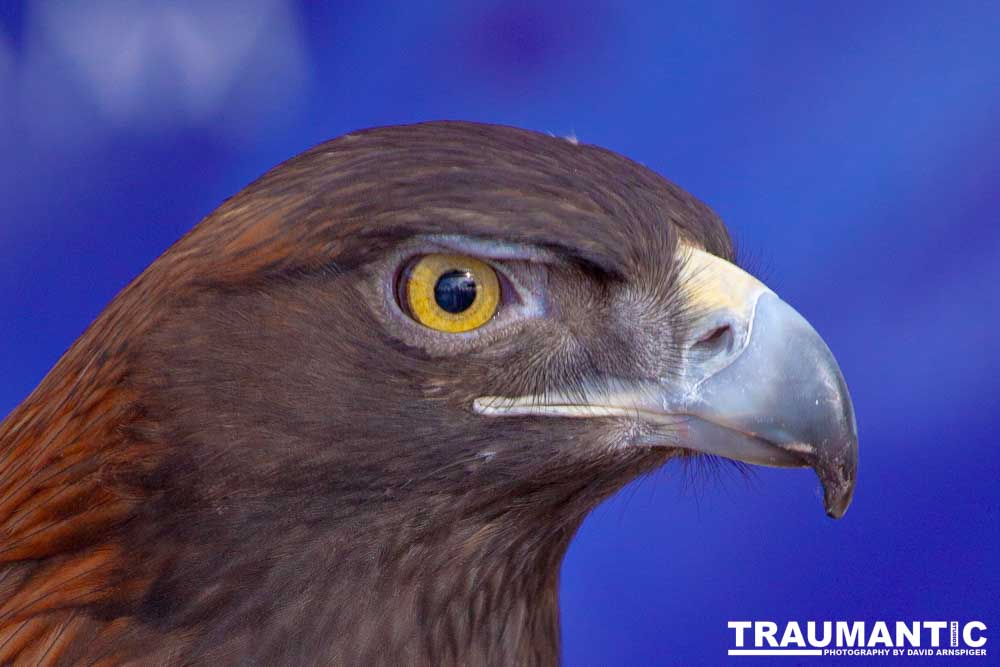 Bath Garden Center hosted Rocky Mountain Raptors.