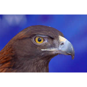 Bath Garden Center hosted Rocky Mountain Raptors.