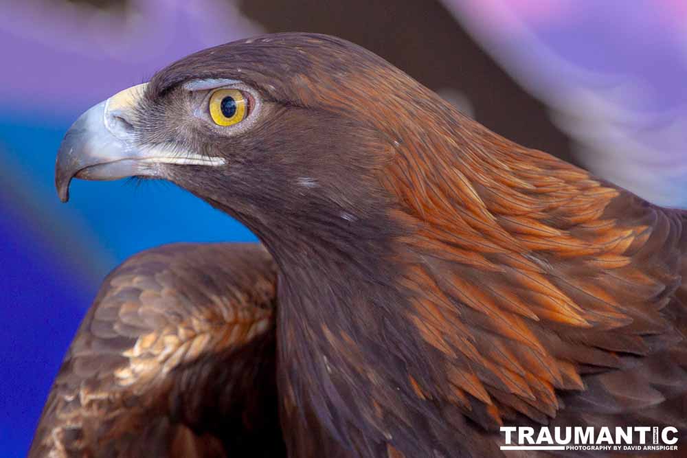 Bath Garden Center hosted Rocky Mountain Raptors.