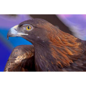 Bath Garden Center hosted Rocky Mountain Raptors.