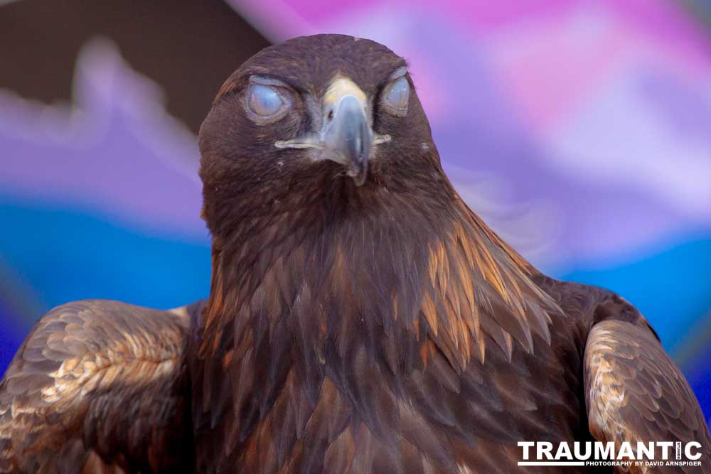 Bath Garden Center hosted Rocky Mountain Raptors.