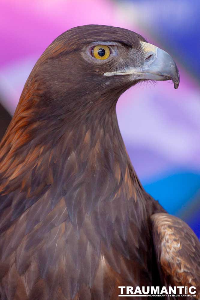 Bath Garden Center hosted Rocky Mountain Raptors.