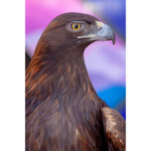 Bath Garden Center hosted Rocky Mountain Raptors.