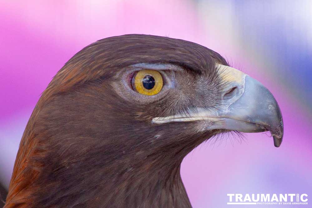 Bath Garden Center hosted Rocky Mountain Raptors.