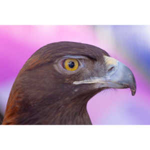 Bath Garden Center hosted Rocky Mountain Raptors.