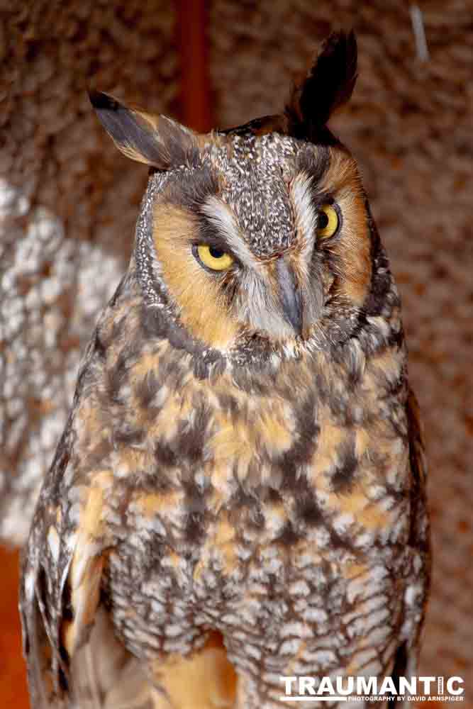 Bath Garden Center hosted Rocky Mountain Raptors.