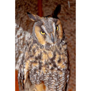 Bath Garden Center hosted Rocky Mountain Raptors.