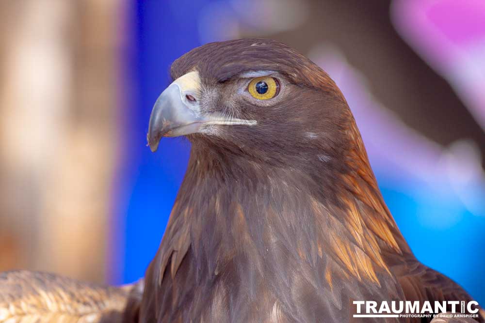 Bath Garden Center hosted Rocky Mountain Raptors.