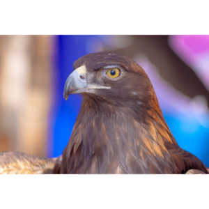 Bath Garden Center hosted Rocky Mountain Raptors.