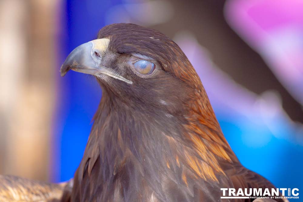 Bath Garden Center hosted Rocky Mountain Raptors.