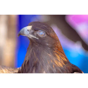 Bath Garden Center hosted Rocky Mountain Raptors.