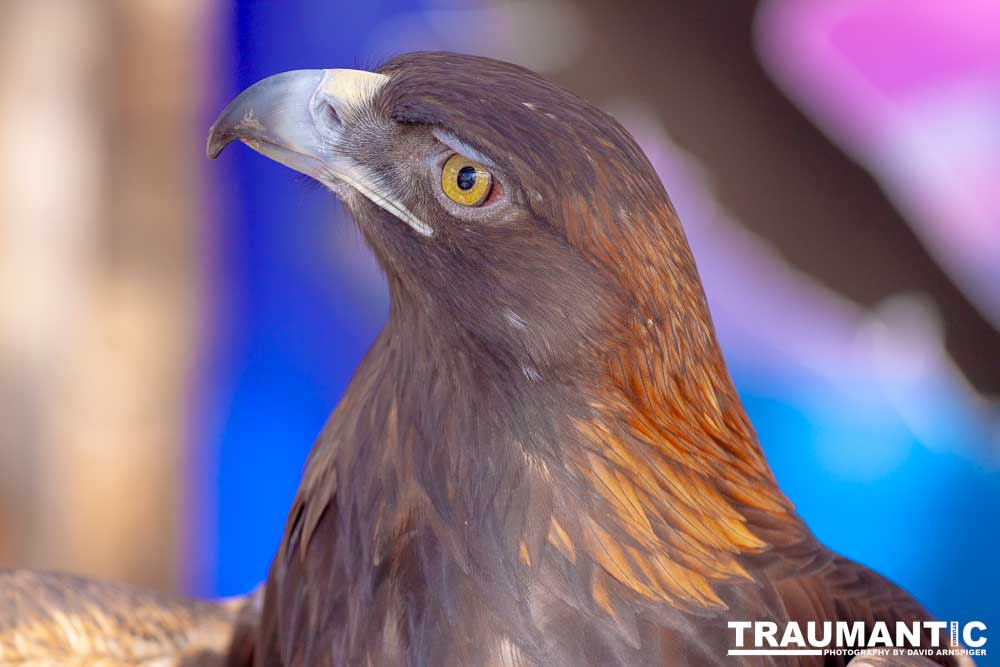 Bath Garden Center hosted Rocky Mountain Raptors.