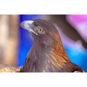 Bath Garden Center hosted Rocky Mountain Raptors.