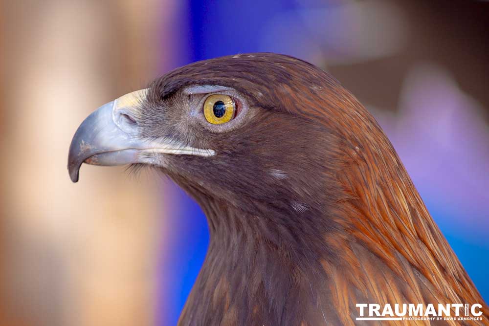 Bath Garden Center hosted Rocky Mountain Raptors.