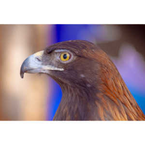 Bath Garden Center hosted Rocky Mountain Raptors.