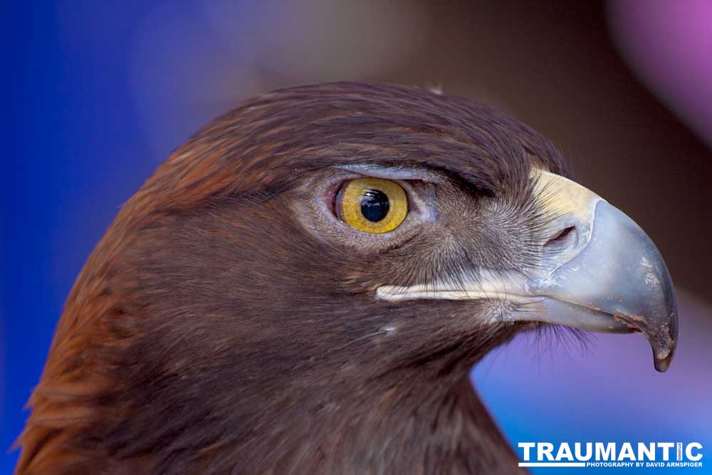 Bath Garden Center hosted Rocky Mountain Raptors.