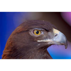 Bath Garden Center hosted Rocky Mountain Raptors.