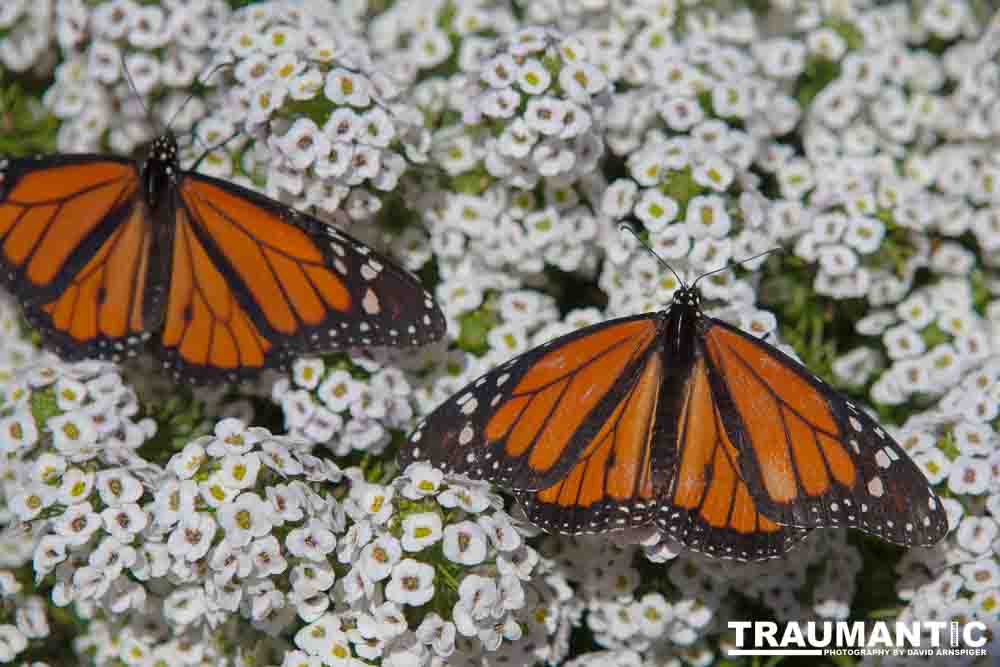 A local gardening center held an event that allowed you to enter a tent with live butterflies.  How could I pass that up?