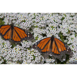 A local gardening center held an event that allowed you to enter a tent with live butterflies.  How could I pass that up?